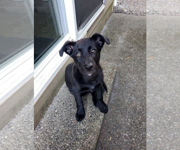 Medium Photo #3 Labrador Retriever-Unknown Mix Puppy For Sale in Bellevue, WA, USA