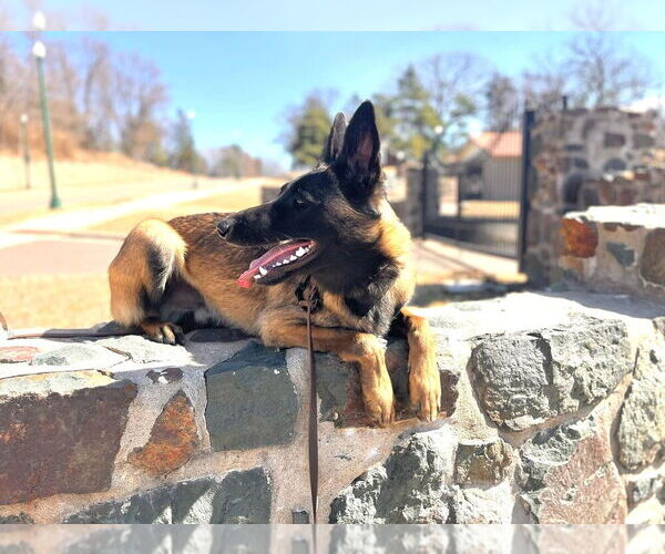 Medium Photo #2 Mutt Puppy For Sale in Imlay City, MI, USA