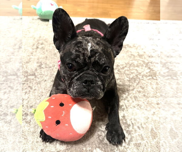 Medium Photo #3 French Bulldog Puppy For Sale in HOUSTON, TX, USA