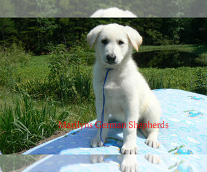 German Shepherd Dog Puppy for Sale in PIEDMONT, Missouri USA