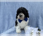 Small #7 Cavapoo (Miniature)
