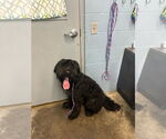 Small #1 Labrador Retriever