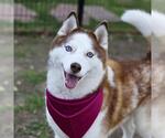 Small Siberian Husky Mix