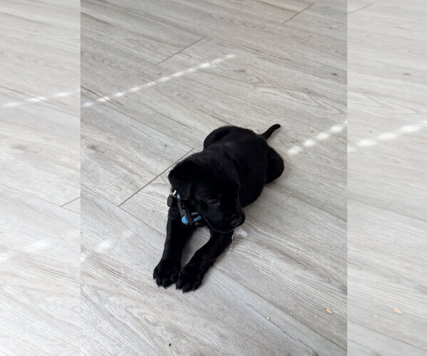 Medium Photo #3 - Mix Puppy For Sale in The Woodlands, TX, USA