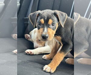 Catahoula Leopard Dog-Unknown Mix Dogs for adoption in Sanford, FL, USA