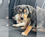 Small Catahoula Leopard Dog Mix
