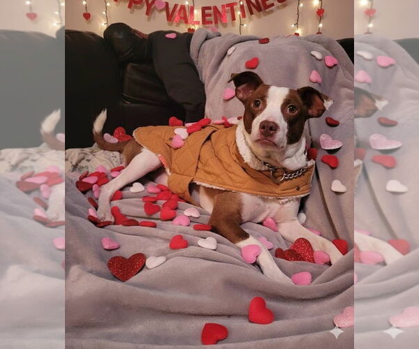 Medium Photo #6 Jack Russell Terrier-Unknown Mix Puppy For Sale in Germantown, OH, USA