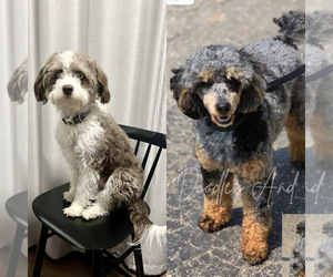 Aussiedoodle Miniature  Puppy for Sale in ROCK HILL, South Carolina USA