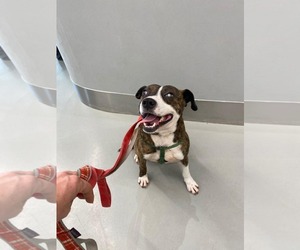 Mutt Dogs for adoption in Rockaway, NJ, USA