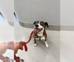 Small Mutt