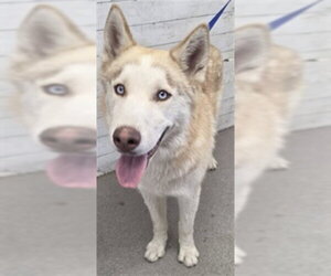 Siberian Husky Dogs for adoption in San Bernardino, CA, USA