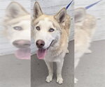 Small Siberian Husky