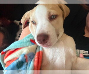 Labrador Retriever-Unknown Mix Dogs for adoption in Sheboygan, WI, USA