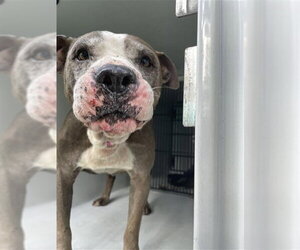Mutt Dogs for adoption in Houston, TX, USA