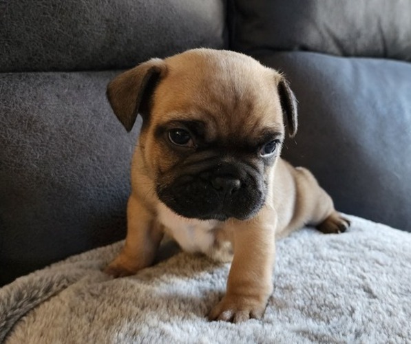 Medium Photo #1 French Bulldog Puppy For Sale in PARKER, CO, USA