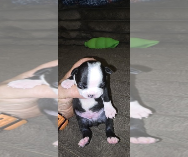 Medium Photo #4 Boston Terrier Puppy For Sale in MITCHELL, IN, USA