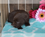 Puppy Layna Labrador Retriever