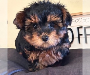 Yorkipoo Puppy for sale in MOUNT VERNON, OH, USA