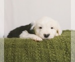 Small Photo #2 Old English Sheepdog Puppy For Sale in NAMPA, ID, USA