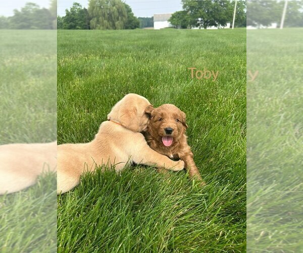 Medium Photo #11 Goldendoodle (Miniature) Puppy For Sale in FREDERICKSBG, OH, USA