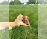 Small #10 Goldendoodle (Miniature)