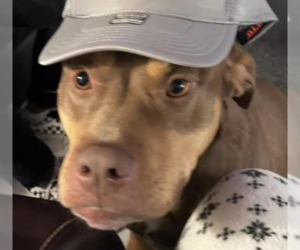 Tru - Male American Bulldog-American Staffordshire Terrier Mix Dog for Adoption - Photo #2
