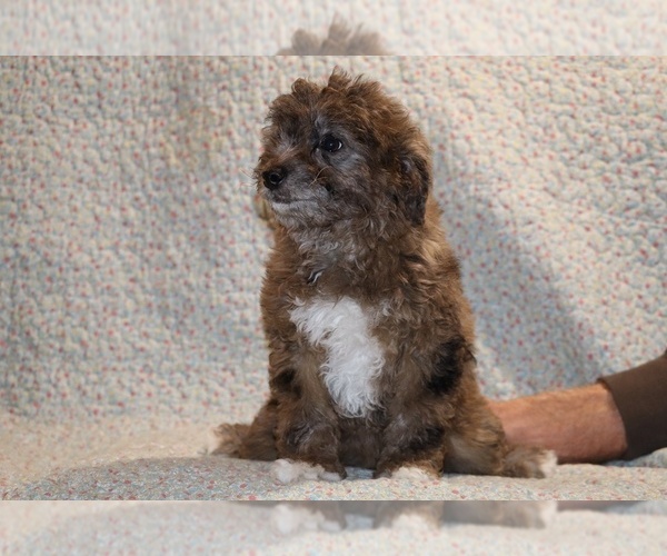 Medium Photo #8 Poodle (Toy) Puppy For Sale in DYERSBURG, TN, USA