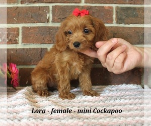Cockapoo (Miniature) Puppy for sale in CLARKRANGE, TN, USA