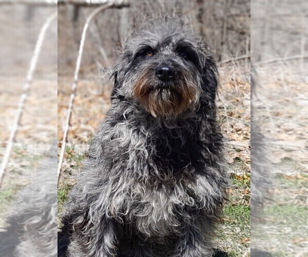 Medium Photo #8 Labradoodle Puppy For Sale in MILLVILLE, MN, USA