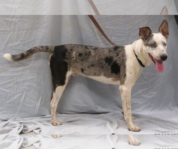 Medium Photo #2 Australian Shepherd-Unknown Mix Puppy For Sale in Conroe, TX, USA