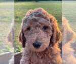 Small Photo #1 Goldendoodle Puppy For Sale in PENDLETON, SC, USA