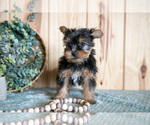 Puppy Birdie Yorkshire Terrier