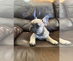 Small #10 French Bulldog