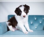 Small Photo #2 Border Collie Puppy For Sale in CONWAY, MO, USA
