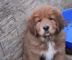 Tibetan Mastiff Puppy for Sale in MONUMENT, Colorado USA