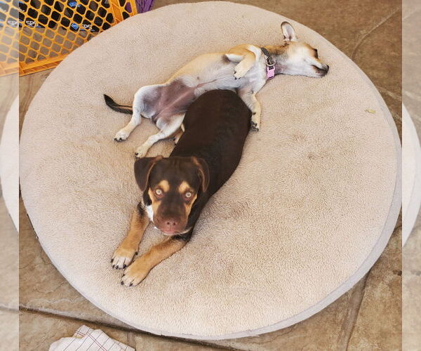 Medium Photo #4 Daug Puppy For Sale in Escondido, CA, USA