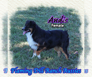 Miniature Australian Shepherd Puppy for sale in FORESTBURG, TX, USA