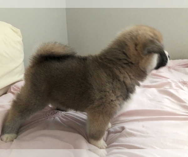 Medium Photo #14 Akita Puppy For Sale in LA QUINTA, CA, USA