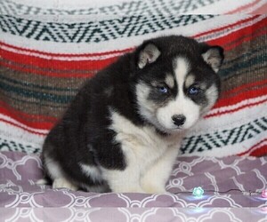 Siberian Husky Puppy for sale in FREDERICKSBG, OH, USA