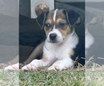 Small #2 Labrador Retriever Mix
