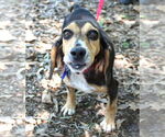 Small #10 Beagle
