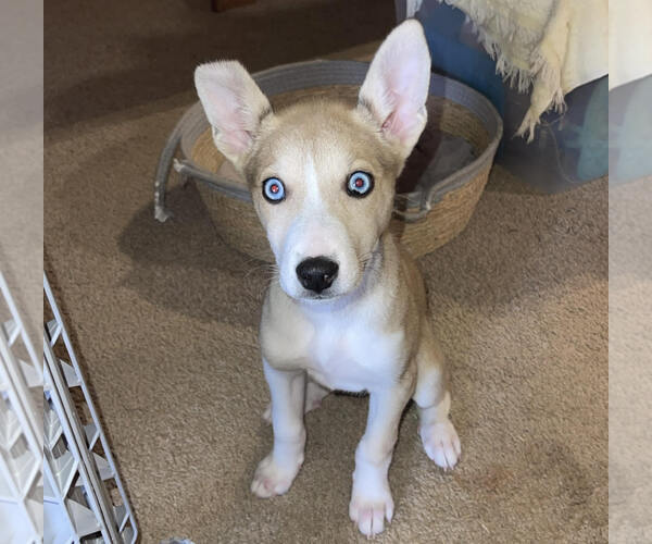 Medium Photo #1 Labsky Puppy For Sale in Mouth Of Wilson, VA, USA