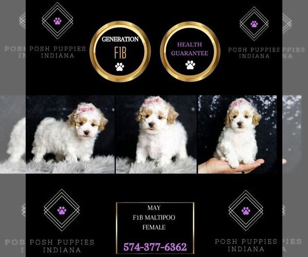 Medium Photo #150 Maltipoo Puppy For Sale in WARSAW, IN, USA