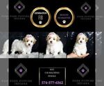 Small Photo #150 Maltipoo Puppy For Sale in WARSAW, IN, USA