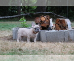Small Photo #55 French Bulldog Puppy For Sale in TACOMA, WA, USA