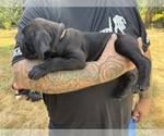 Small #9 Cane Corso-Rottweiler Mix