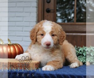 Bernedoodle (Miniature) Puppy for sale in LANCASTER, PA, USA