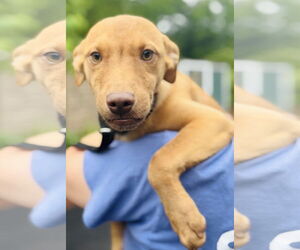Labrador Retriever-Unknown Mix Dogs for adoption in Sterling, MA, USA