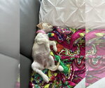 Small Photo #2 Mutt Puppy For Sale in Holly Springs, NC, USA