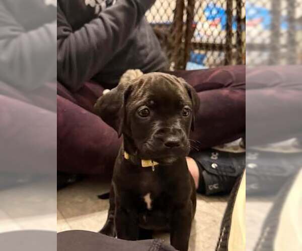 Medium Photo #2 Golden Retriever-Unknown Mix Puppy For Sale in Wenonah, NJ, USA